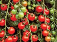 Семена томатов "Черри"