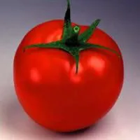 Семена томатов сорт "Таня"